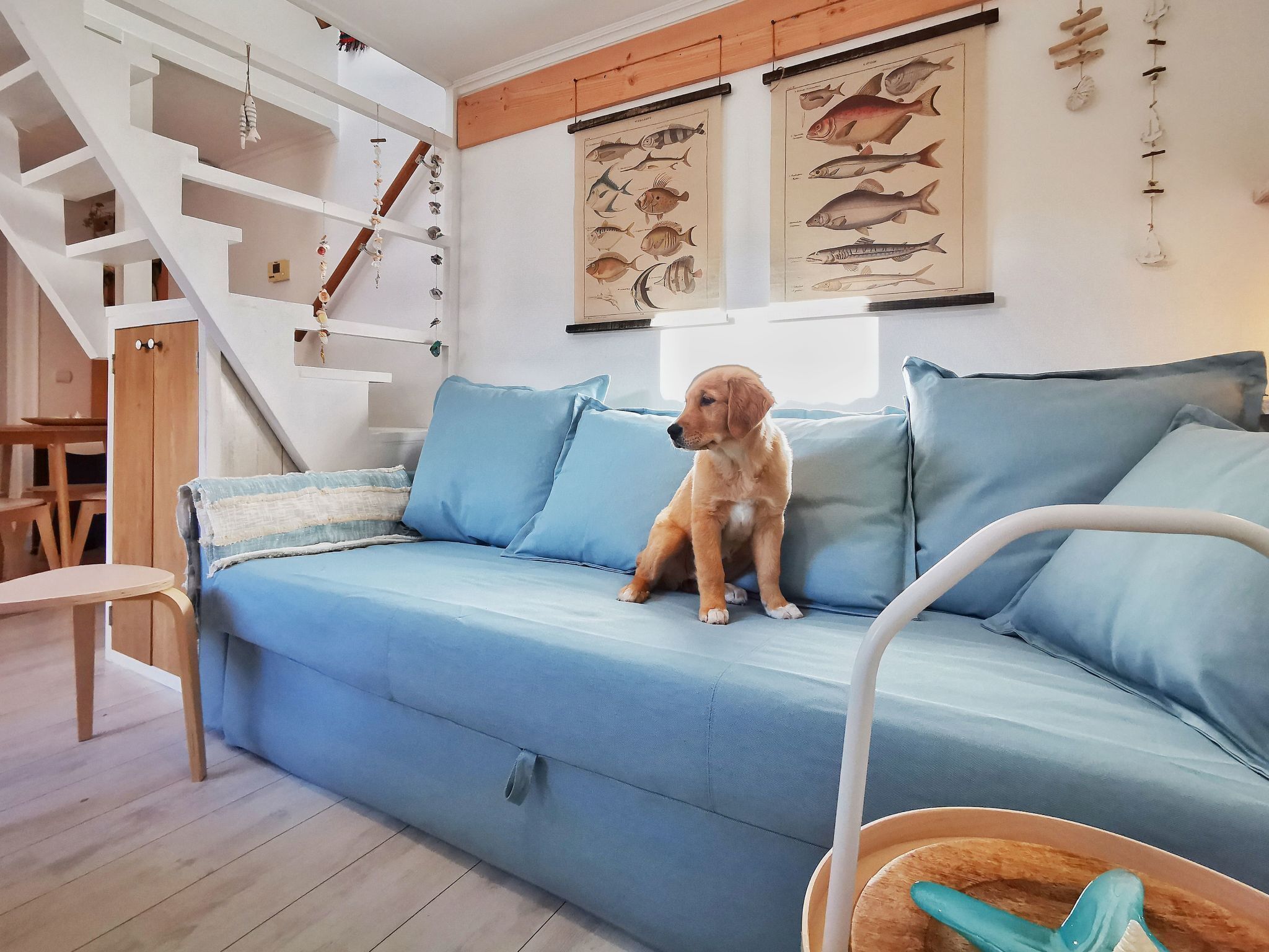 Un chien est assis sur un canapé bleu dans une pièce où se trouve un escalier et un décor mural représentant des poissons.