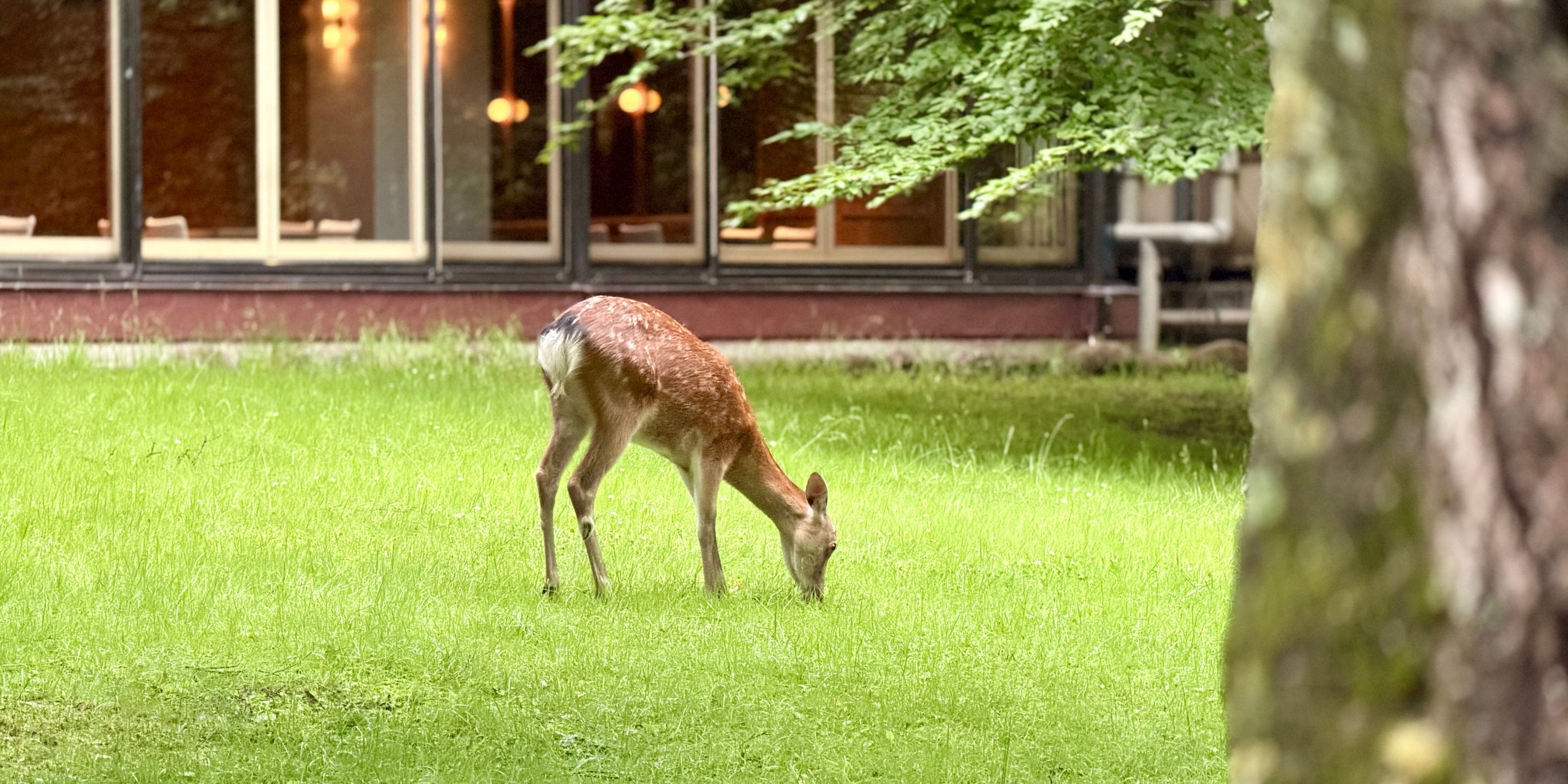 A deer grazing in a grassy area with a building in the background.