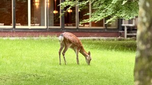 A deer grazing in a grassy area with a building in the background.