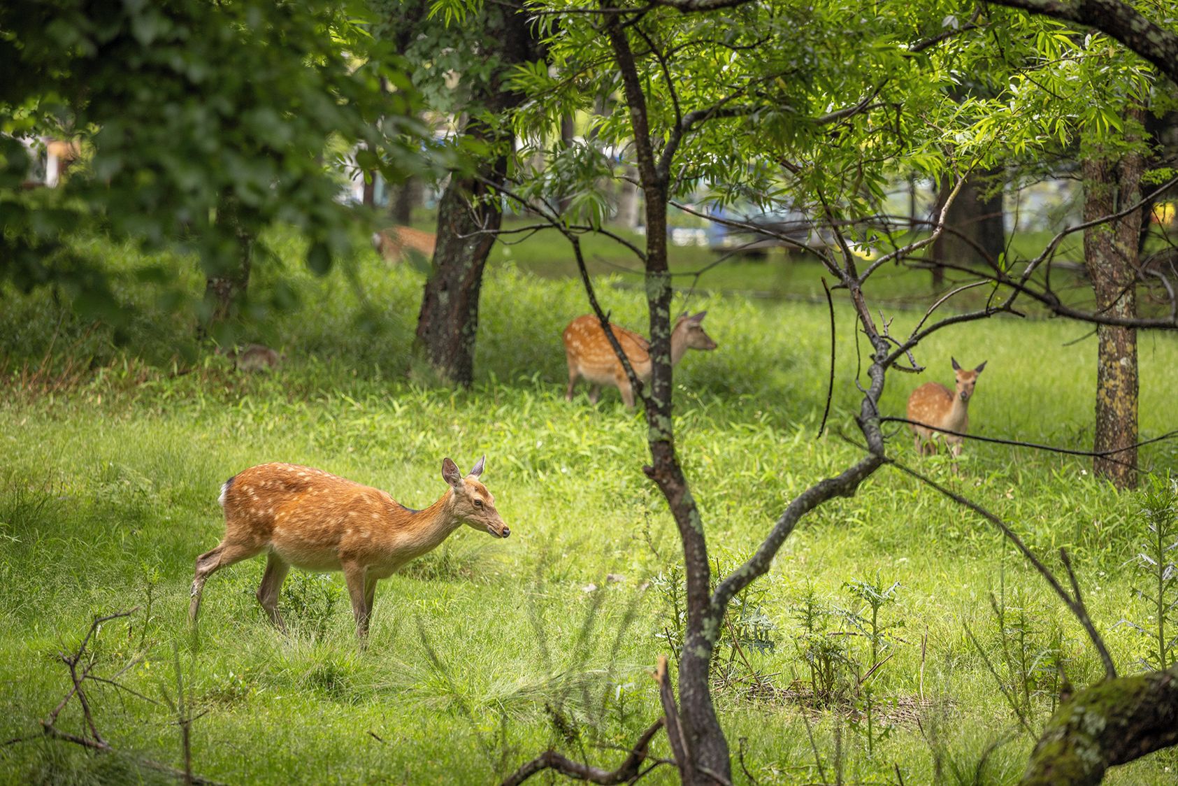 A natural outdoor setting with trees and grass, likely a park or nature reserve.
