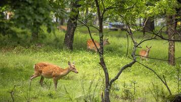 A natural outdoor setting with trees and grass, likely a park or nature reserve.