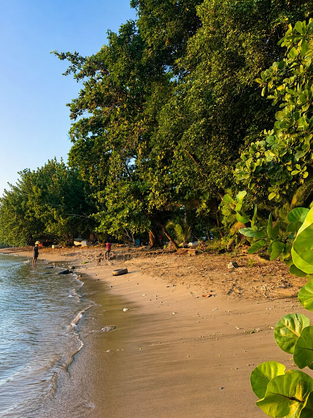 A beach with trees and a person standing by the water.