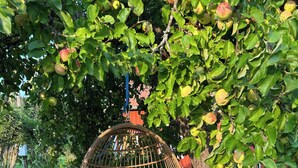 A wicker hanging chair with a patterned cushion under a tree with green leaves and apples.