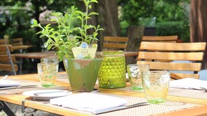 A table with a potted plant, a green container, and two glasses of a yellowish beverage.
