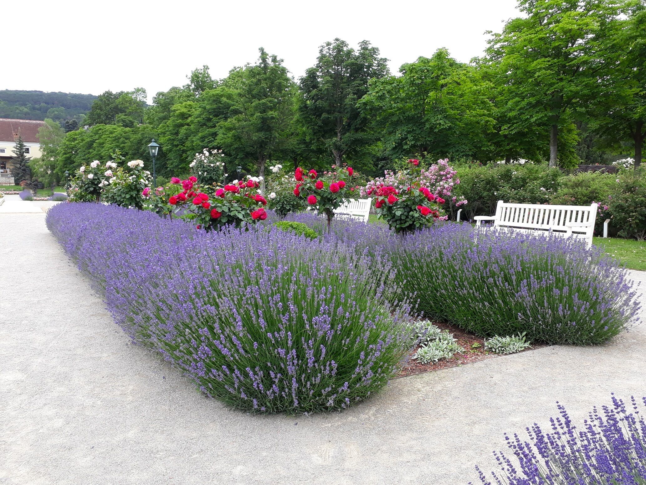 Un jardín con lavanda y rosas, un banco blanco y un sendero.