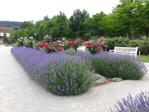 A garden with lavender and roses, a white bench, and a pathway.