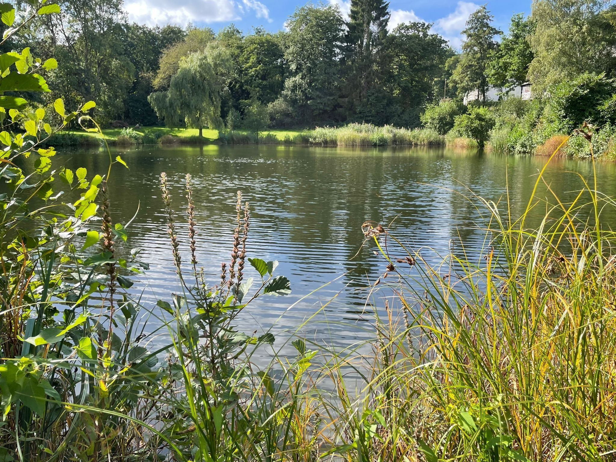 A serene lake surrounded by lush greenery and trees.