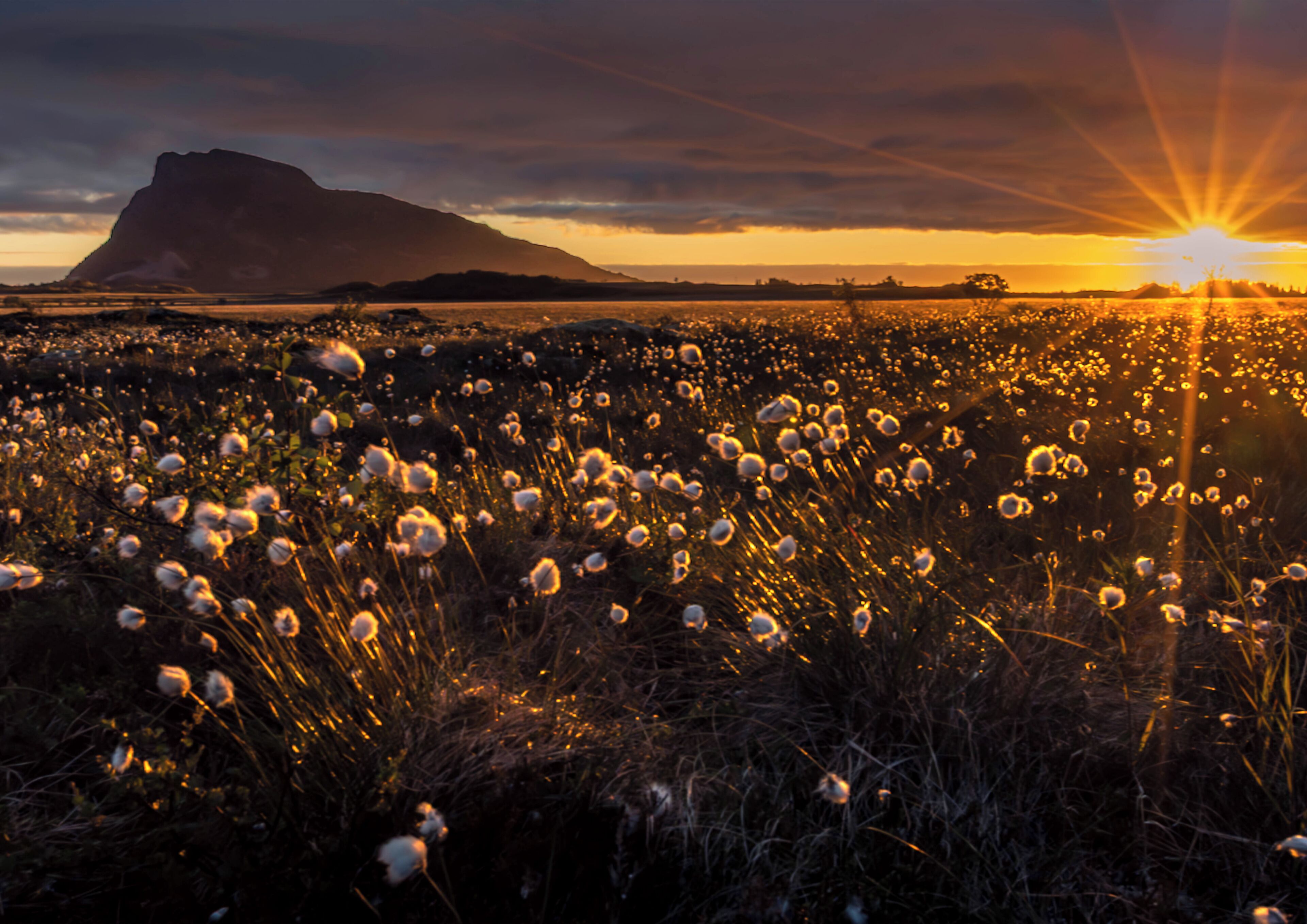 A field of cotton plants with a mountain in the background and the sun setting.
