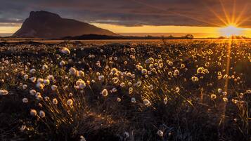 A field of cotton plants with a mountain in the background and the sun setting.