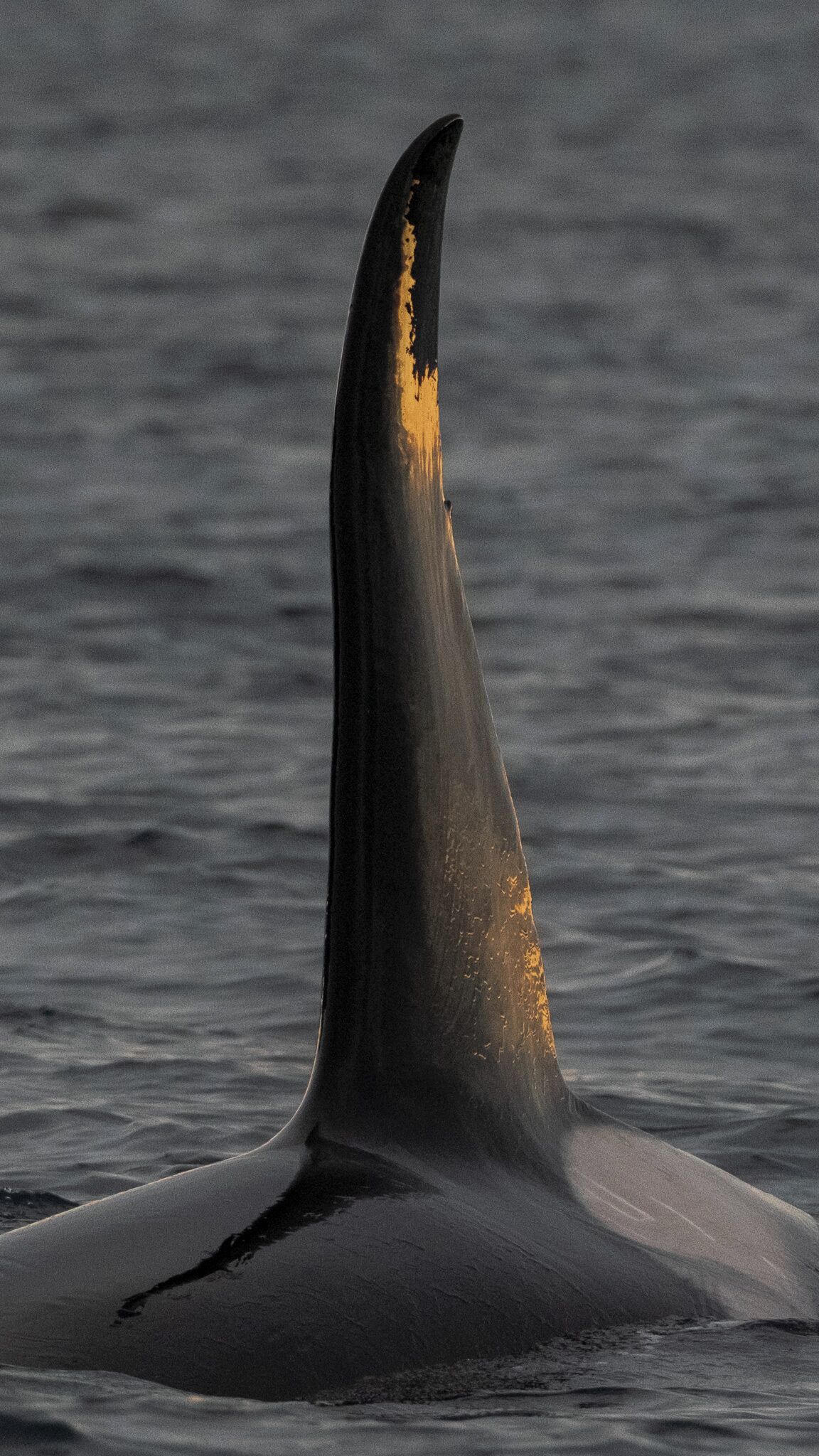 A large marine animal with a prominent dorsal fin and a visible yellow marking.
