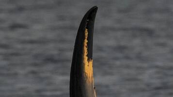 A large marine animal with a prominent dorsal fin and a visible yellow marking.