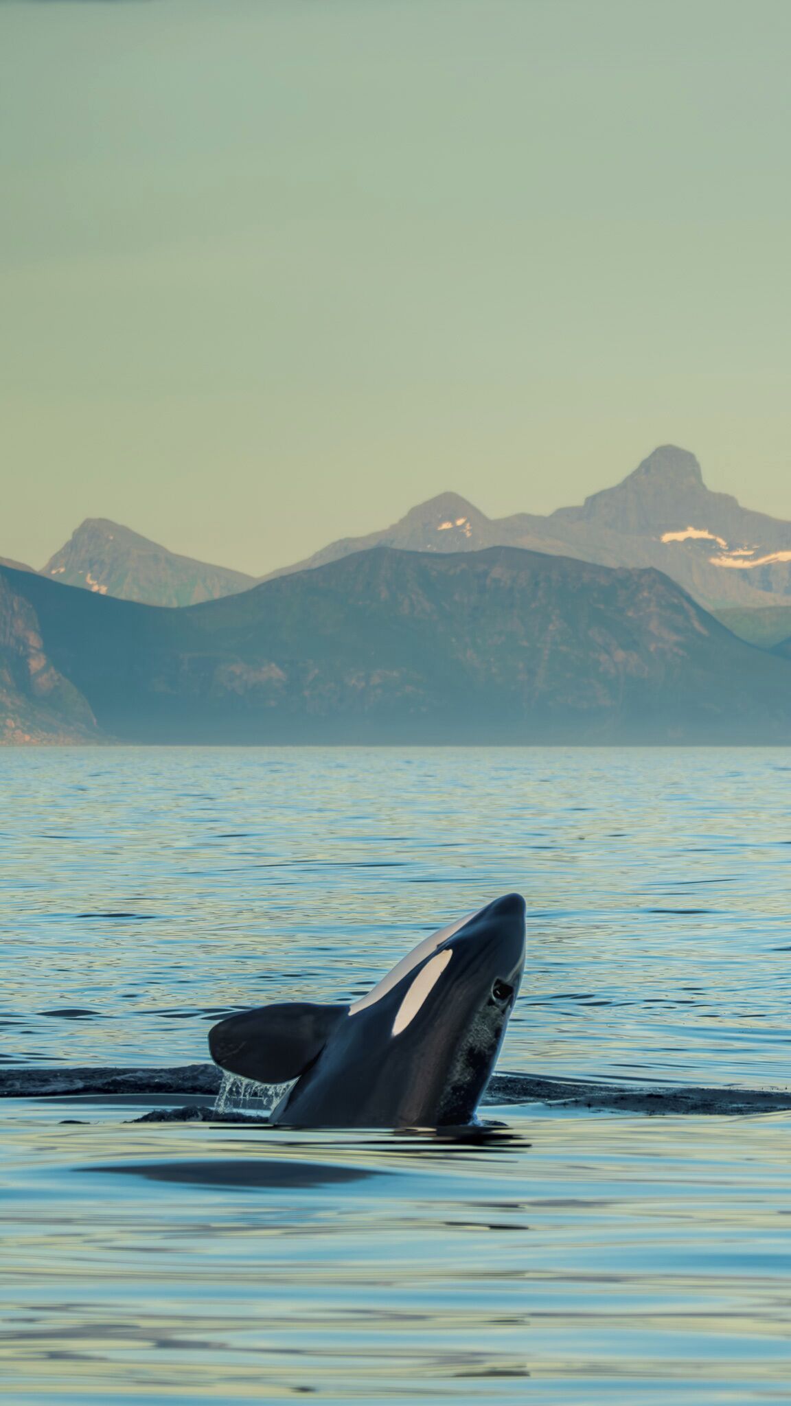 La tête d’une baleine émergeant de l’eau, avec des montagnes en arrière-plan.
