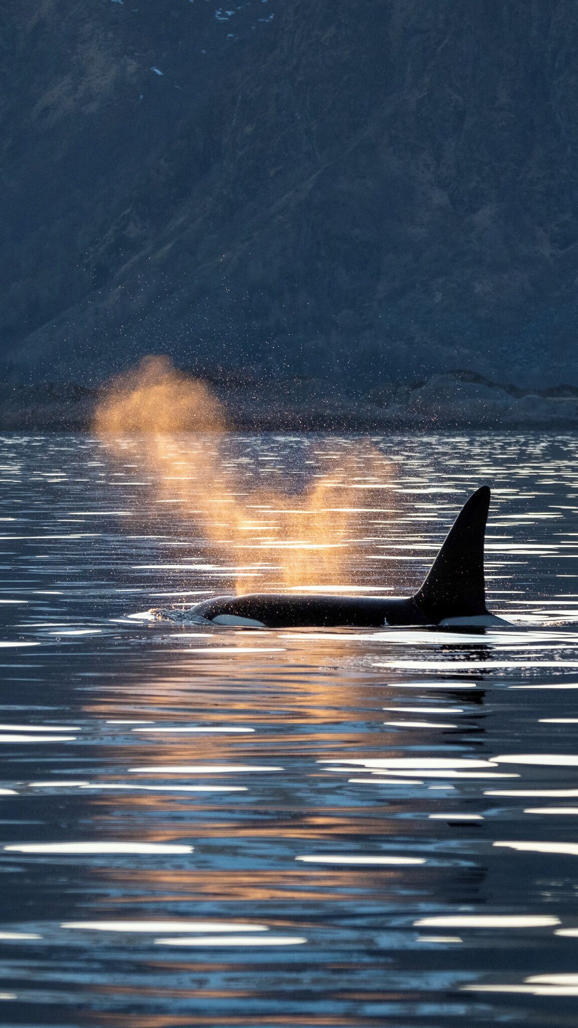 A large marine animal, possibly a whale, in a body of water with a mountainous backdrop.