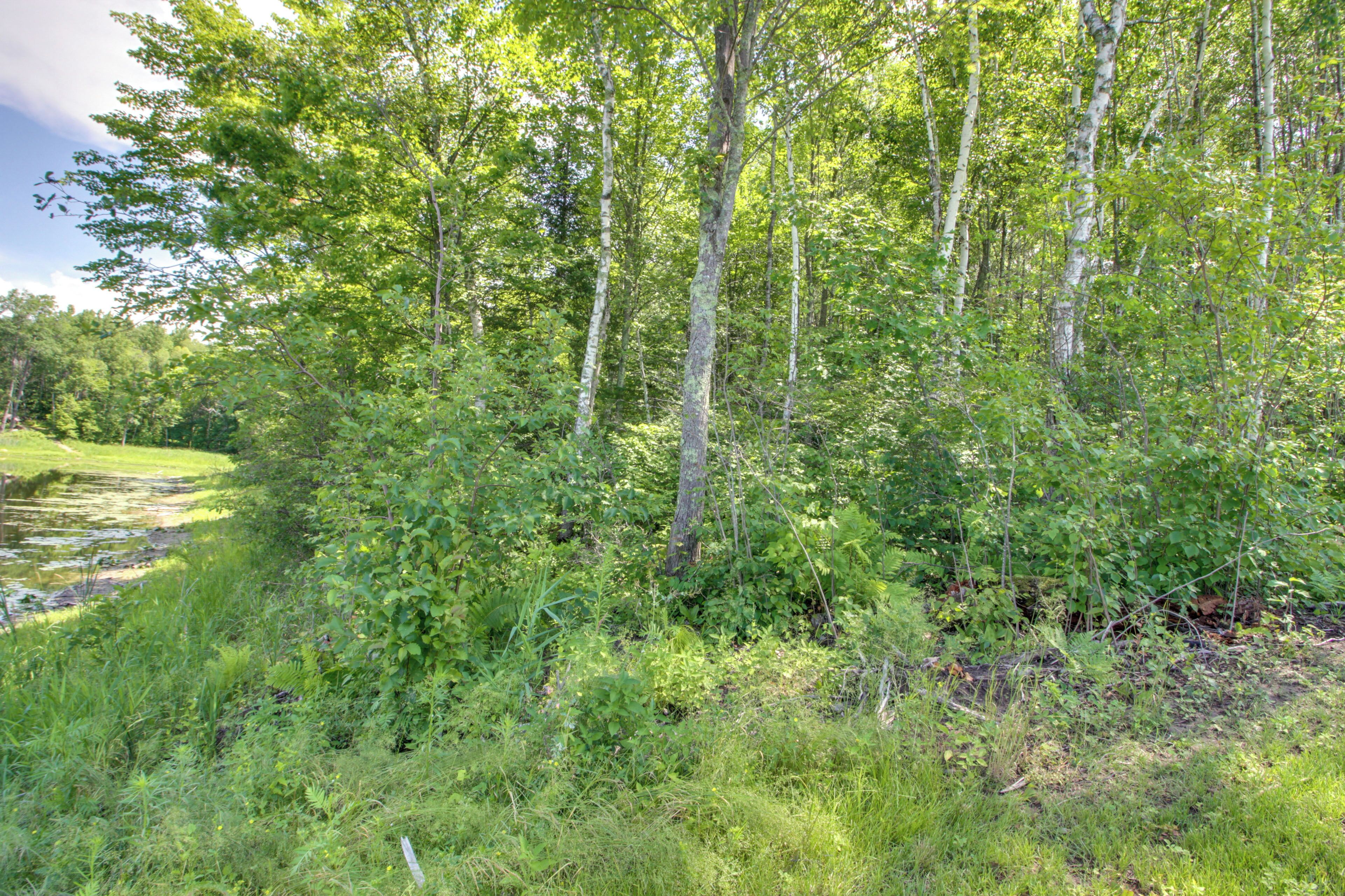 A dense forest with tall trees and underbrush.