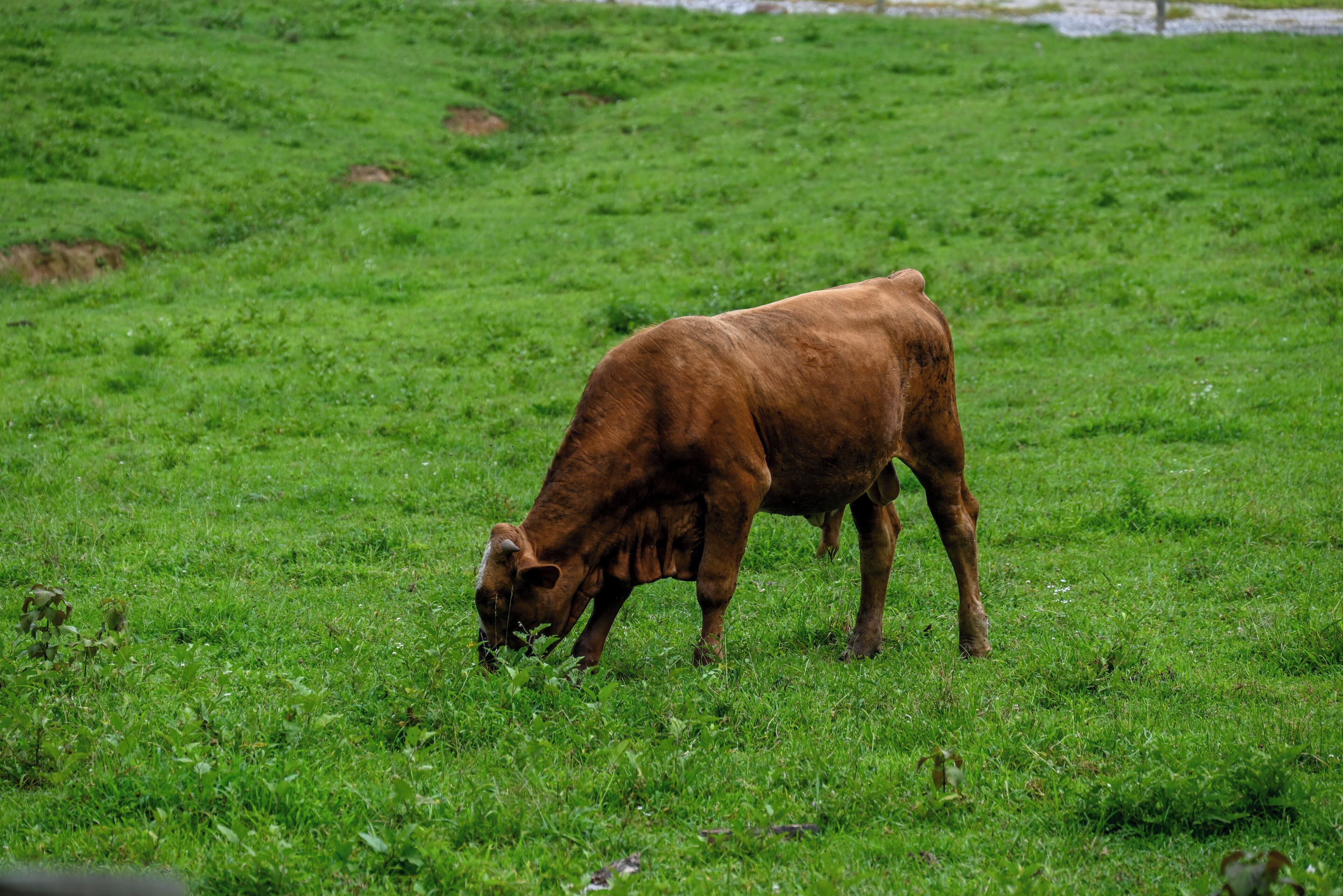 A cow grazing in a grassy field.
