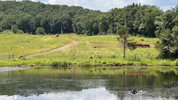 Eine friedliche ländliche Landschaft mit Teich, Feldweg und Weidetiere an einem Hügel.