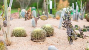 Un jardín desértico con diversos cactus y suculentas.