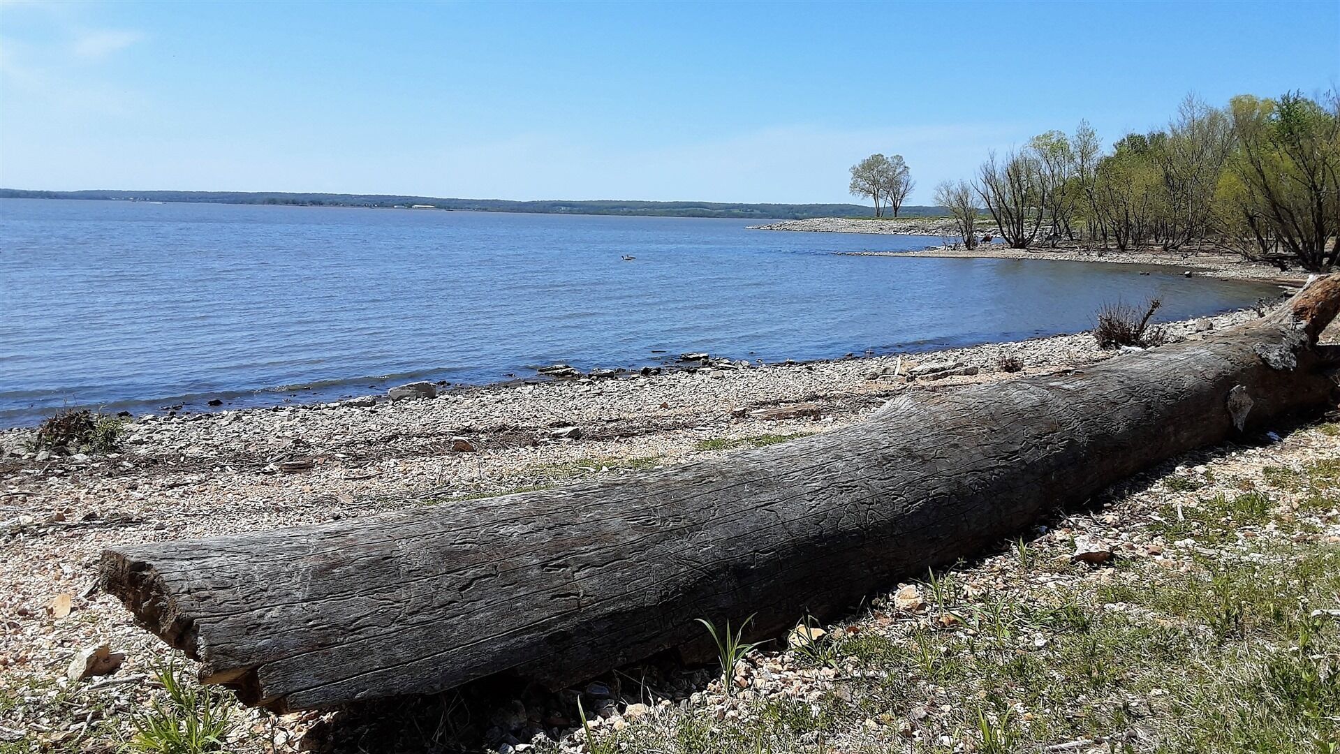 Un paysage naturel comprenant un grand tronc d’arbre, une plage de galets et une étendue d’eau calme.