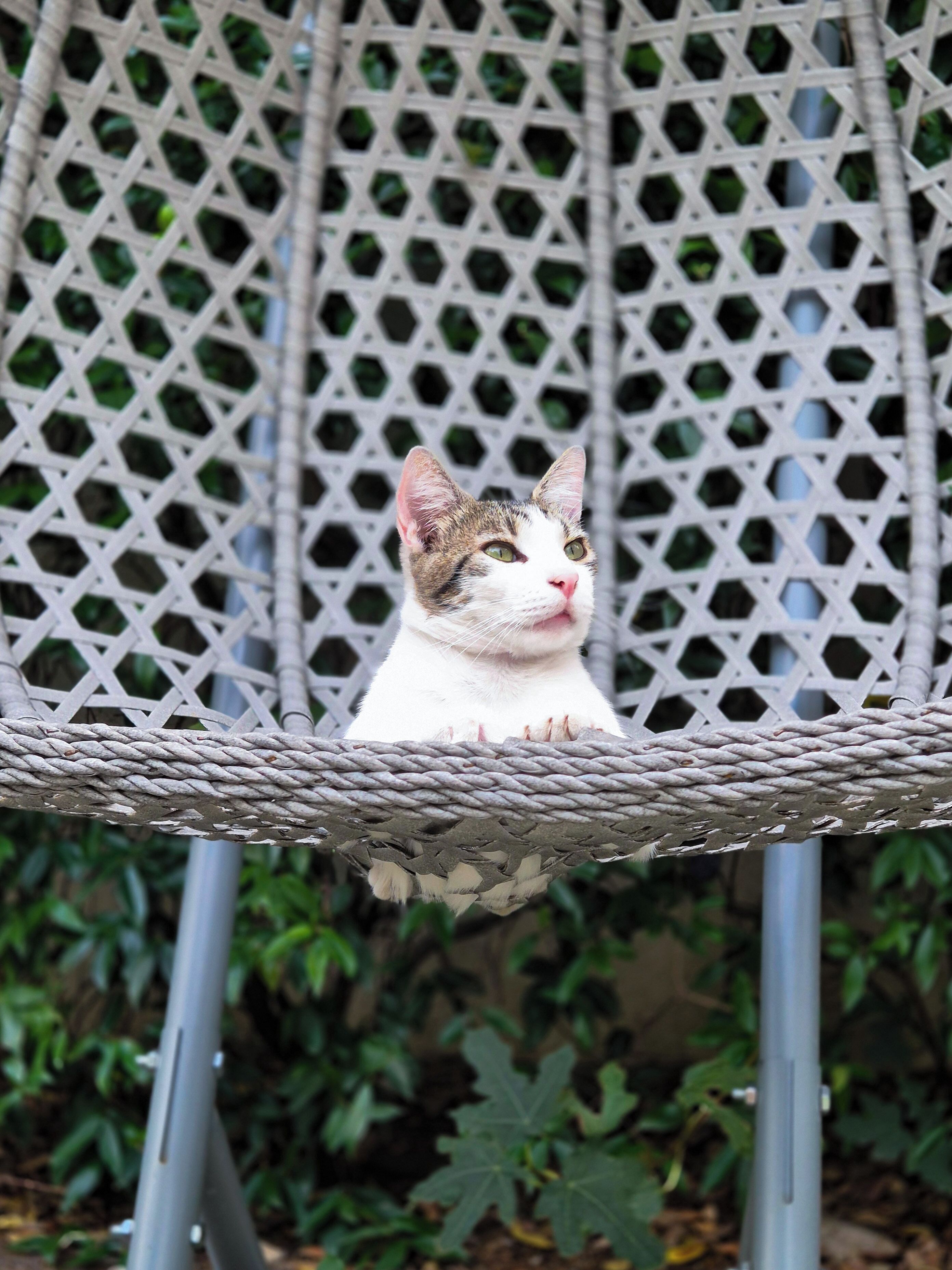 Eine Katze sitzt auf einem gewobenen Stuhl mit Gitterlehnen, umgeben von Grünpflanzen.