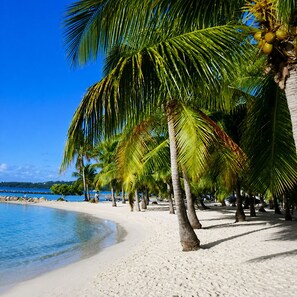 Ein Strand mit Palmen und klarem, blauem Wasser.