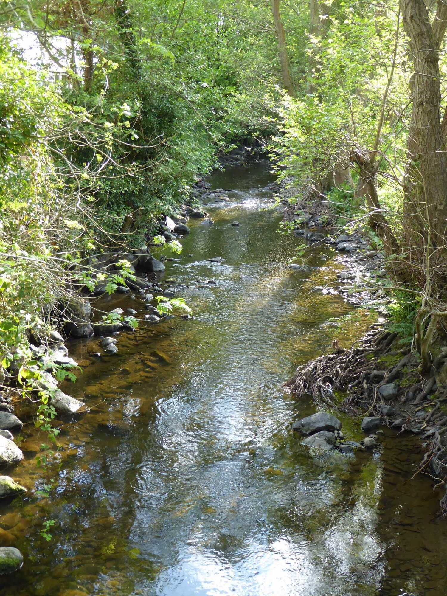 A narrow stream with clear water, surrounded by dense greenery and rocks.