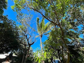 A dense canopy of trees with a clear blue sky visible through the foliage.