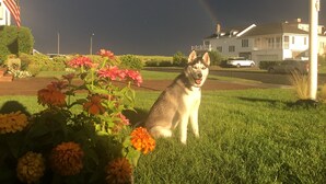 A dog sitting on grass with flowers and a rainbow in the background. - Ocean Block.  Amazing 5-bedroom house with AC in charming Spring Lake! (Spring Lake)