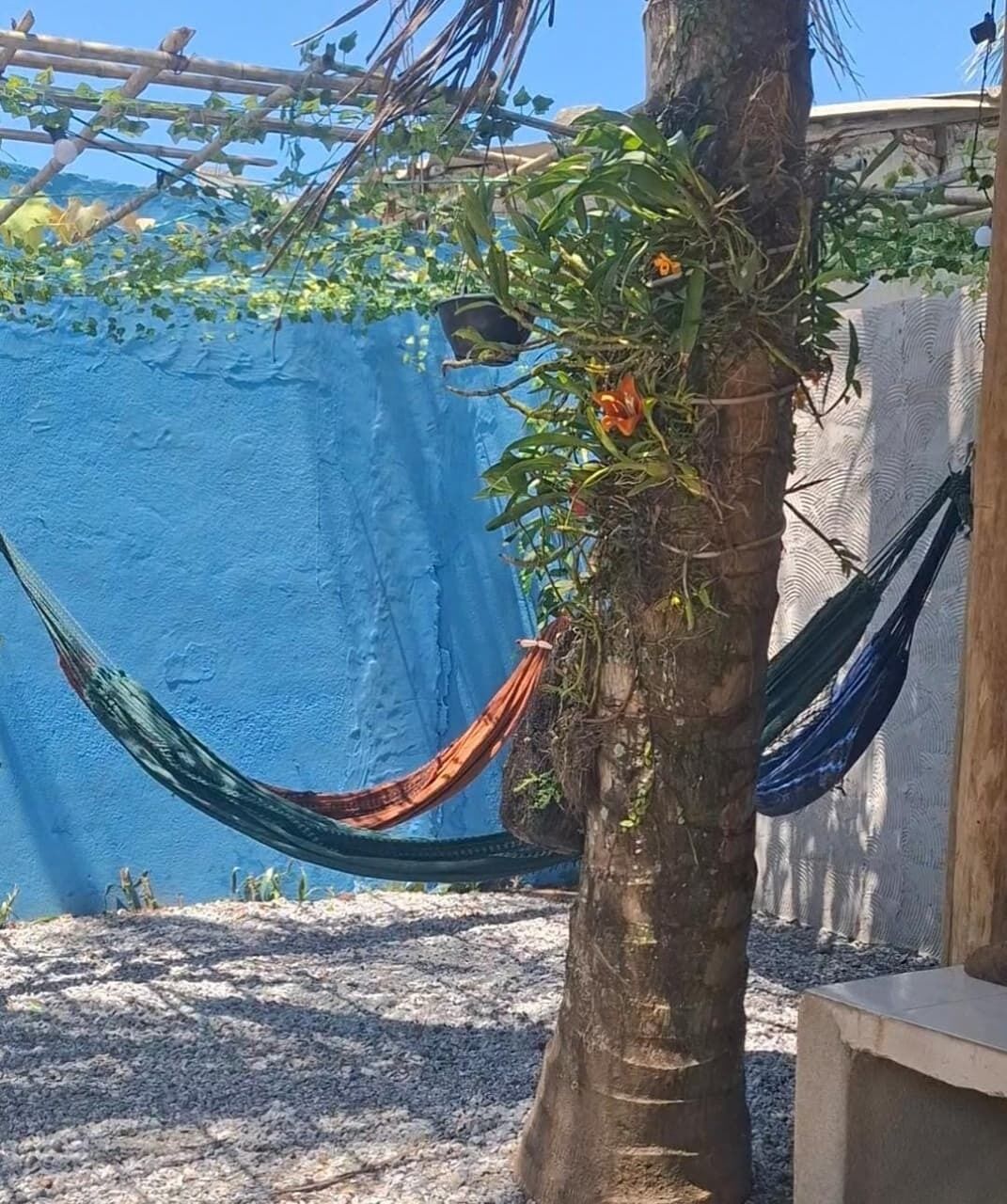 A tree with a hammock and climbing plants, a blue wall in the background, and a concrete ground.