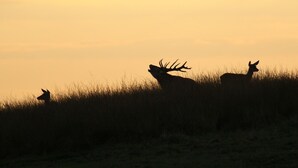 A silhouette of deer against a sunset sky.