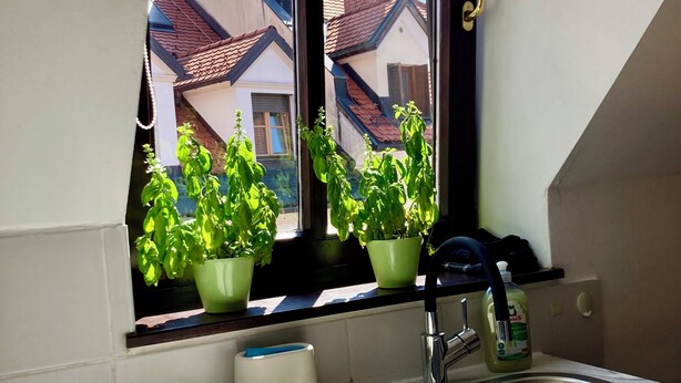 Une cuisine avec une fenêtre, un évier et des plantes en pot.