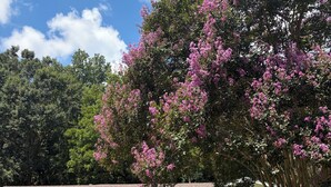 Una casa a un piano con un portico, un albero con fiori rosa e un cielo azzurro intenso.