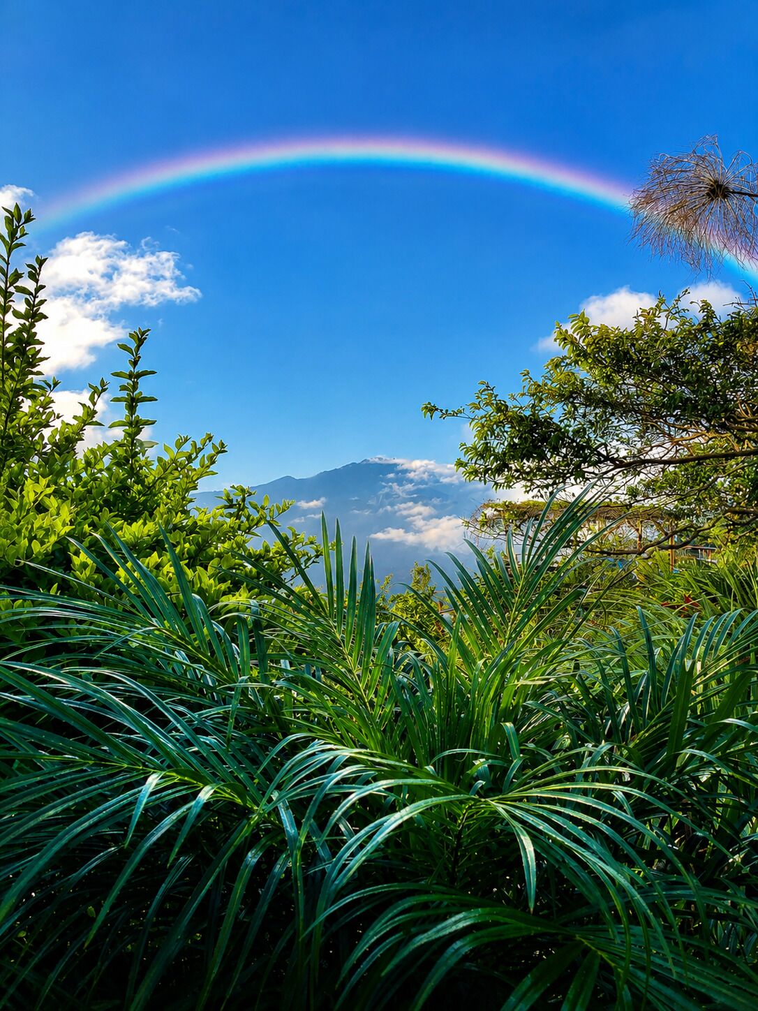 Un jardín exuberante con un arcoíris, montañas al fondo y cielo despejado.