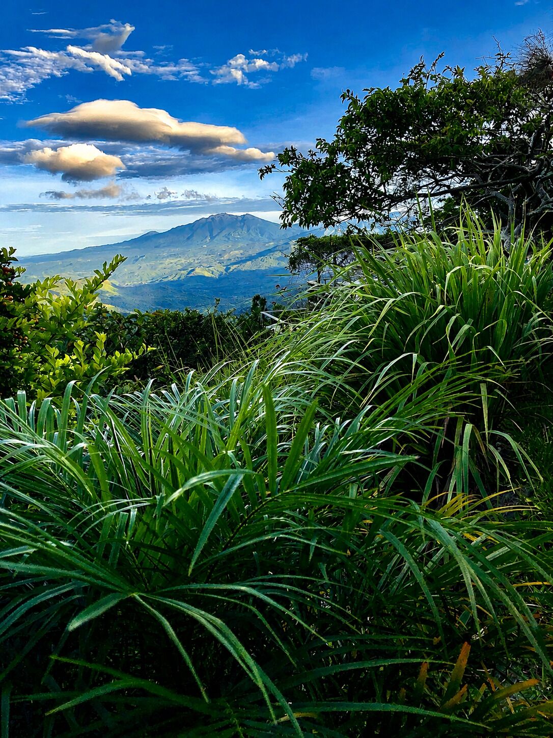 Un paysage verdoyant et luxuriant, avec une chaîne de montagnes en arrière-plan.