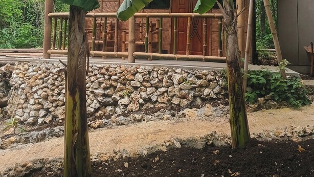 A traditional wooden building with a thatched roof, surrounded by large banana trees and a stone wall.