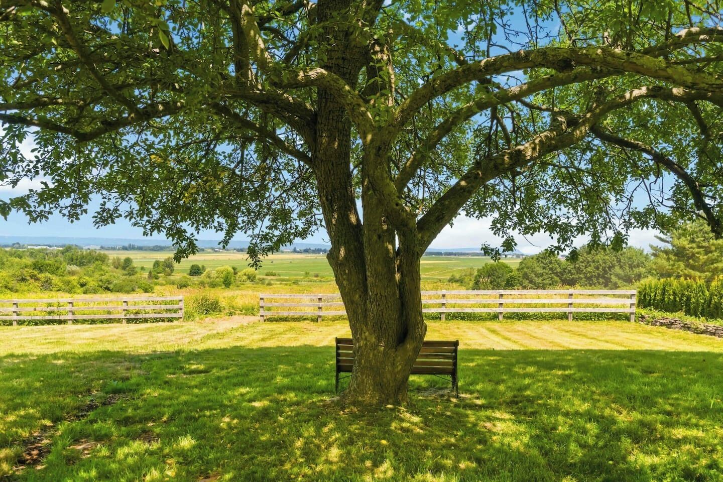 A tree-lined park with a bench and a wooden fence.