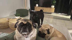 A living room with a sofa, a television, and two dogs. - Bunker Down in Beautiful Bargara pet friendly on the Fraser Coast of Queensland (Bargara)