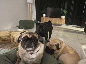 Ein Wohnzimmer mit einer Couch, einem Fernseher und zwei Hunden.