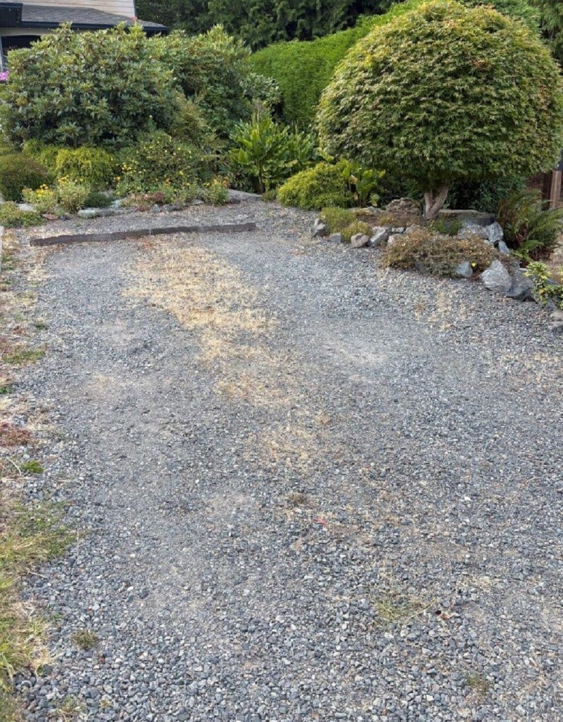 A gravel driveway leading to a house with a well-maintained garden and a large, round bush.