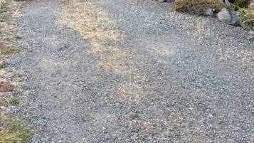 A gravel driveway leading to a house with a well-maintained garden and a large, round bush.