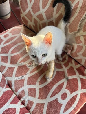 Animali ammessi