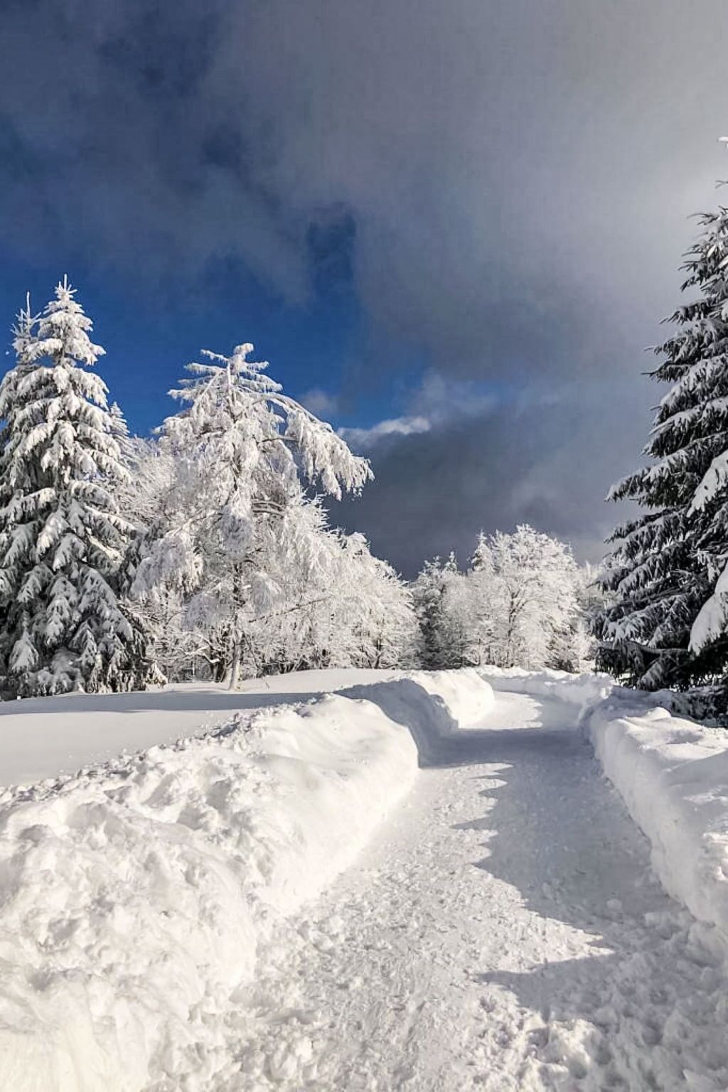 Ein verschneiter Weg, gesäumt von Bäumen, der in einen Wald führt.