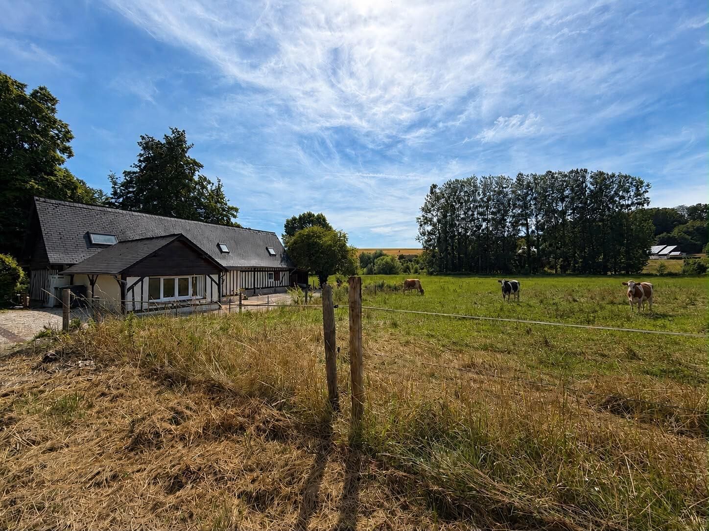 Ein ländliches Anwesen mit einem Haus, einem eingezäunten Feld und grasenden Kühen.