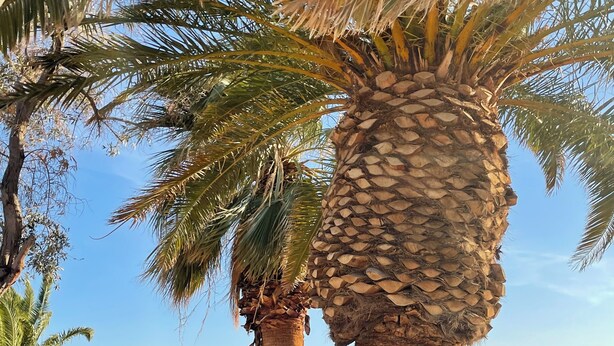 Una palmera, terreno rocoso y una cadena montañosa distante.