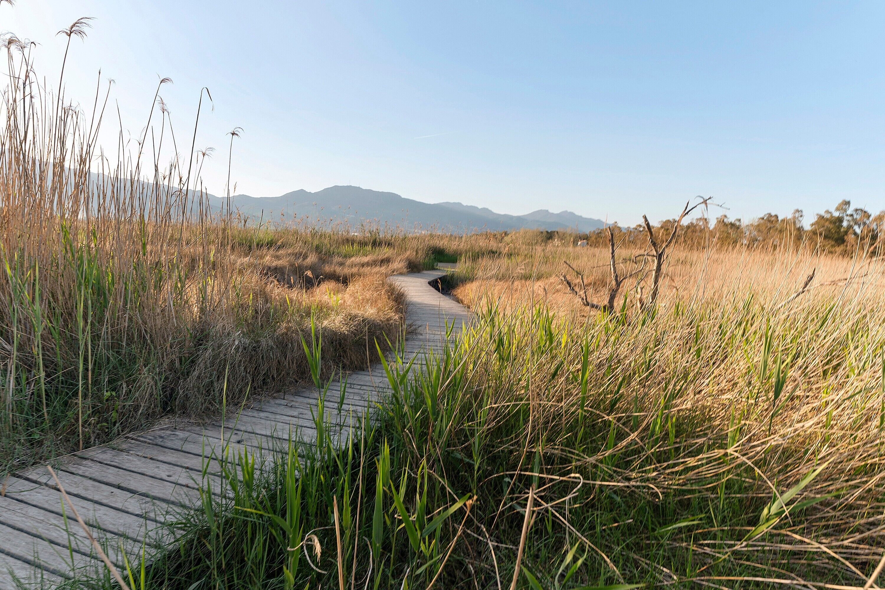 Un muelle de madera que atraviesa un paisaje natural con pastos altos y montañas al fondo.