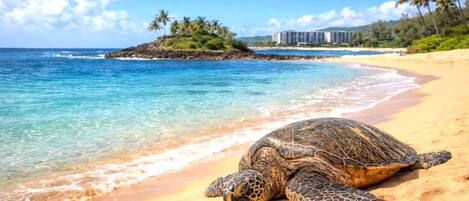 A turtle on a sandy beach with clear blue water and a building in the background.