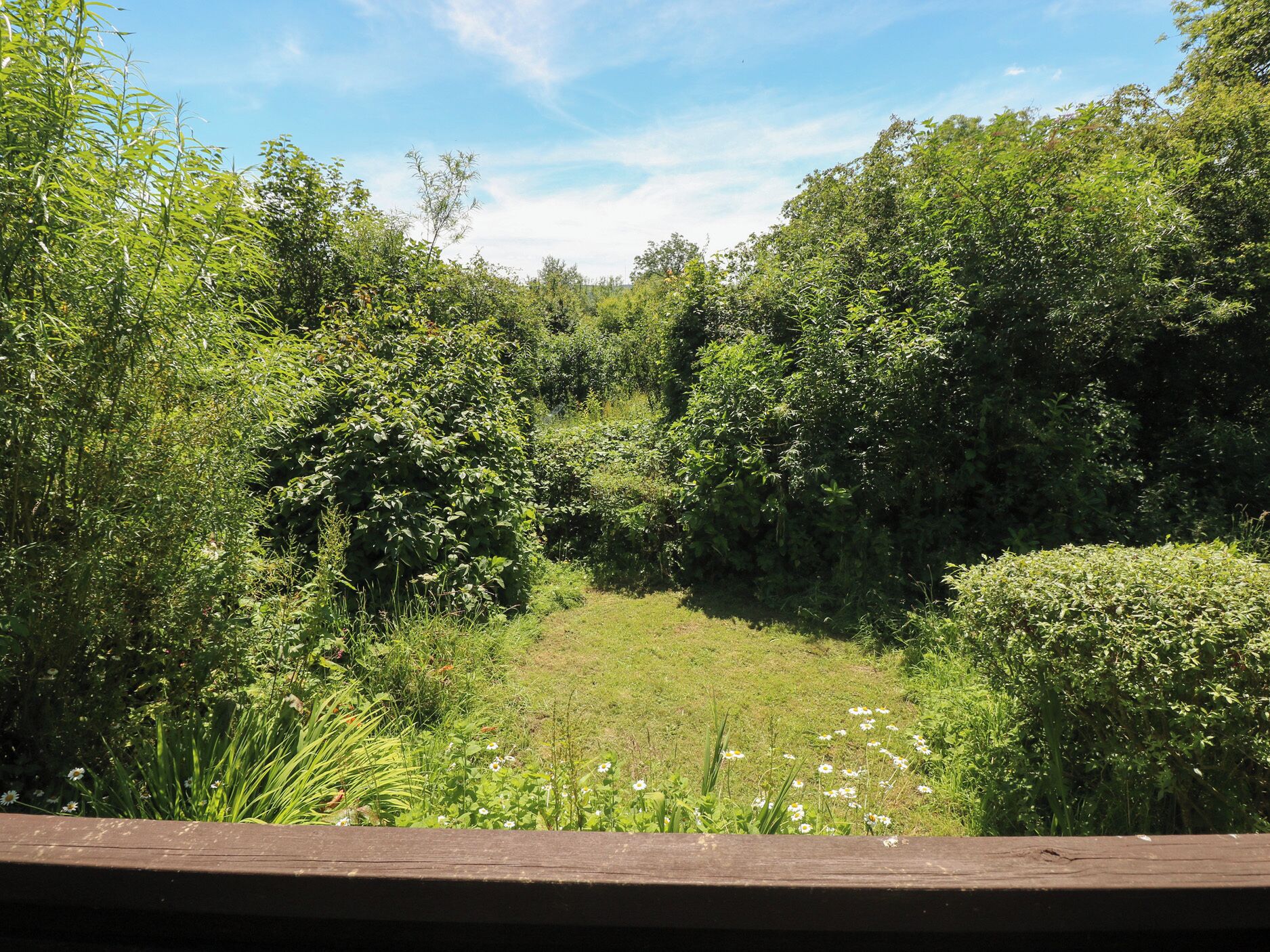 A lush green garden with dense foliage and a clear sky.