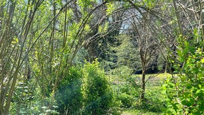 A garden with a wooden pathway, dense foliage, and a clear sky. - Off the Beaten Shack | Romantic Woodland Retreat by Bodmin Moor (Launceston)