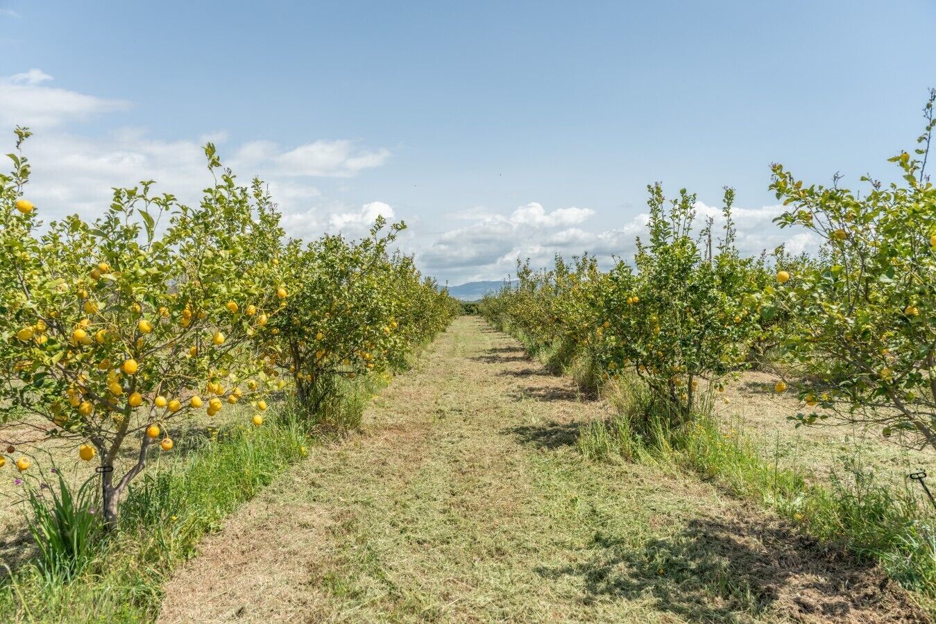 A vineyard with rows of lemon trees.
