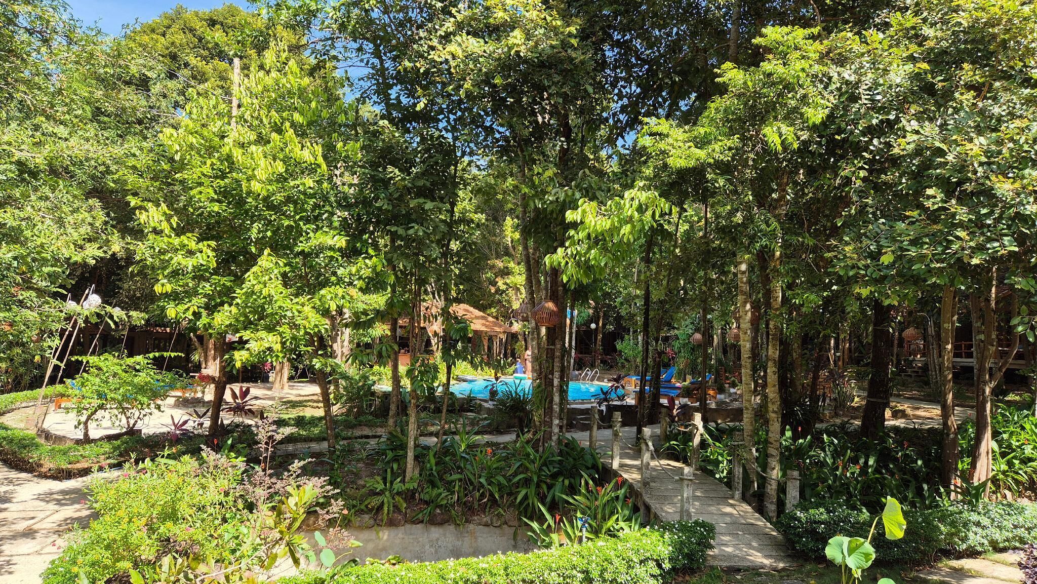 A lush garden with a pool, surrounded by dense foliage and trees.
