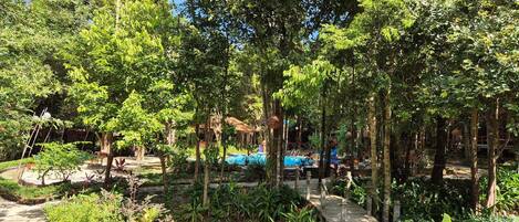 A lush garden with a pool, surrounded by dense foliage and trees.